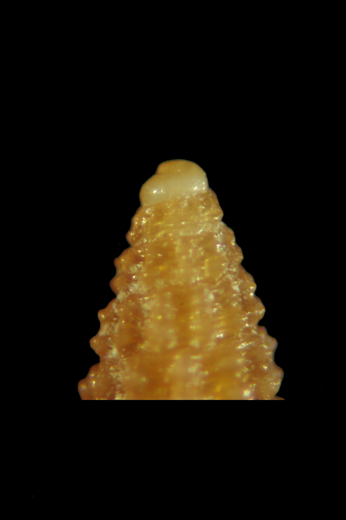 Dubbio su Cerithiopsis